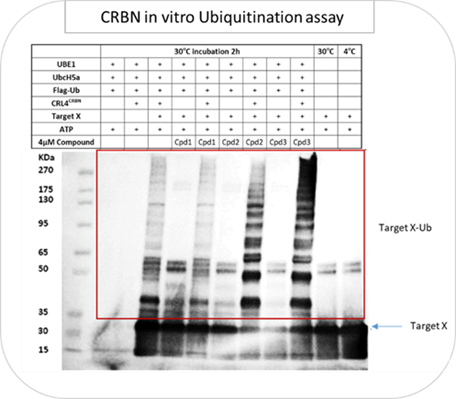 1747375234111816.png image.png